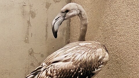 Der Flamingo ist vorübergehend beim Tierschutzverein Markgräflerland zu Gast 