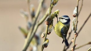 Blaumeise an blühender Weide: Haben Vögel im Frühling mehr Hunger als im Winter?