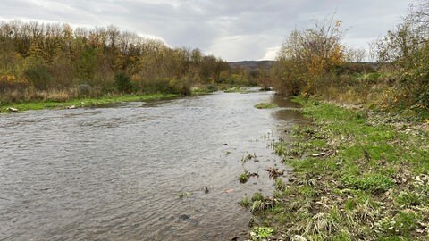 Die Fische in der Ahr haben die Flutkatastrophe 2021 gut überstanden. Laut einer Untersuchung der Hochschule Trier sind noch alle 26 Arten im Fluss vorhanden.