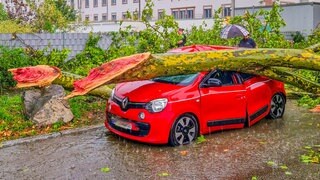 Auto wird von Baum zerquetscht