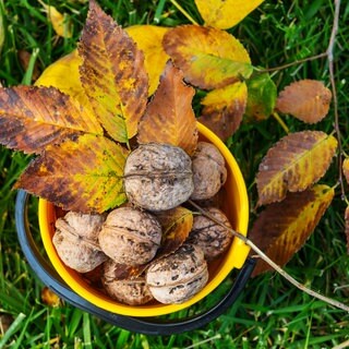 Walnuss im Eimer mit Herbstlaub