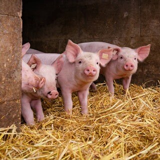 Vier Ferkel auf einem Bauernhof
