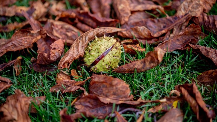 Am 23. September ist Herbstanfang (Symbolbild)