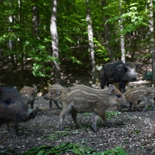 Eine Wildschwein-Rotte in Wald: Zwei Bachen mit ihren Frischlingen