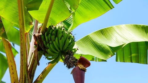 Bananen sind in Deutschland ein beliebtes Obst: Pro Jahr isst jeder durchschnittlich elf Kilogramm Bananen. Die beliebte Bananensorte Canvendish könnte aber zunehmend verschwinden; schuld ist ein Pilz, der sie krank macht.