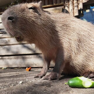 Capybara beim Essen im Zoo.