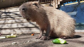 Capybara beim Essen im Zoo.