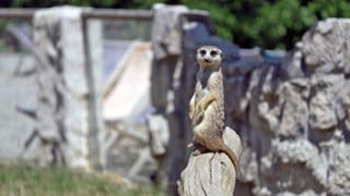 Murmeltier im Tierpark Rheinböllen