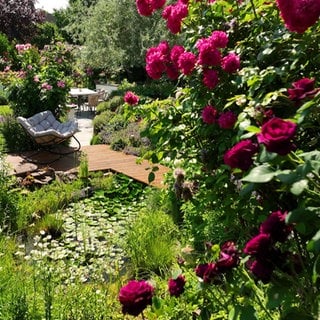 Rosengarten in Rheinhausen