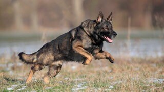Deutscher Schäferhund