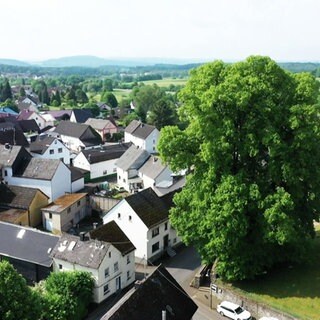 Die alte Linde in Rückeroth