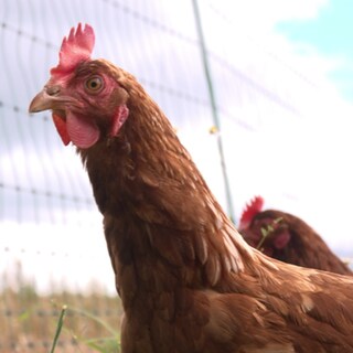 Huhn an einem Zaun in Niederhorbach