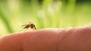 Stechmücken werden von bestimmten Dufstoffen in Seifen angezogen
