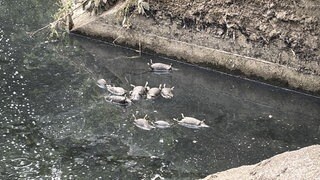 Tote Ratten schwimmen in einem Wasserkanal bei Bodenheim.