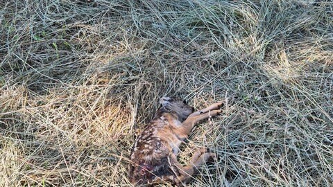 Ein totes Rehkitz lieg im Gras: Auf einem Feld bei Bad Kreuznach sollen zwei Rehkitze durch Mähdrescher getötet worden sein. 