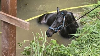 Die Feuerwehr hat bei Schwabenheim ein Pferd aus der Selz gerettet. Das Tier war von einer Brücke gerutscht.