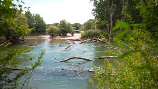 In den Mechtersheimer Rheinauen lässt man den Fluss wieder Fluss sein