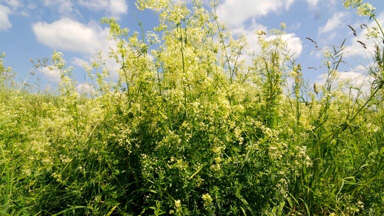Wiesenlabkraut