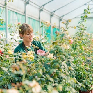 Gärtnerin pflegt verschiedene Rosen im Gewächshaus