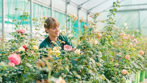 Gärtnerin pflegt verschiedene Rosen im Gewächshaus