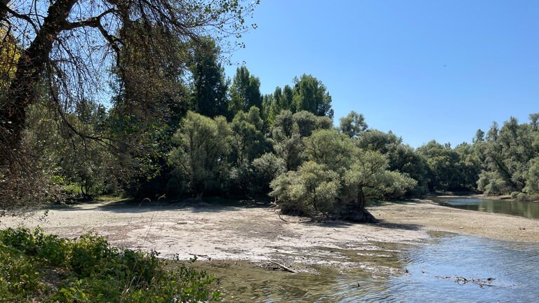 Ausgetrocknete Rheinauen bei Rastatt