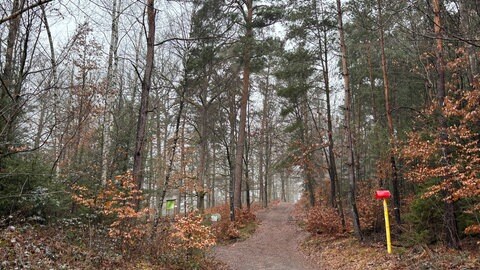 Ein Spaziergang durch den Wildpark Kaiserslautern lohnt auch an regnerischen Tagen. 