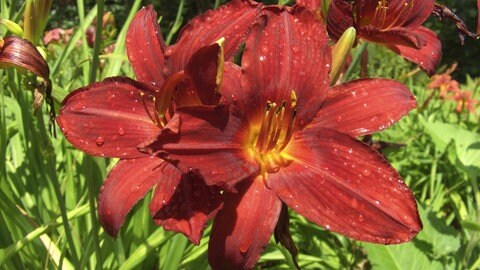 Taglilie: Hemerocallis Hybride 'Summer Wine'