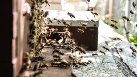 Nur jedes vierte Bienenvolk hat den Winter überlebt. Ein Warnschuss für die Imker.