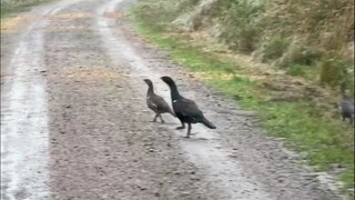 Zwei ausgewachsene Auerhuhn-Küken auf einem Waldweg.