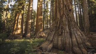 Bäume (hier ein Sequoia-Mammutbaum im Yosemite National Park) können sehr viel älter werden als Menschen