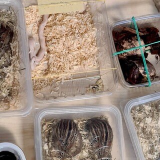 Gefährliche Tiere in einer Plastikbox, darunter Giftschlangen. Schmuggel am Zoll Bietingen aufgedeckt.