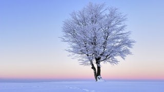 Verschneiter Baum im Morgenrot