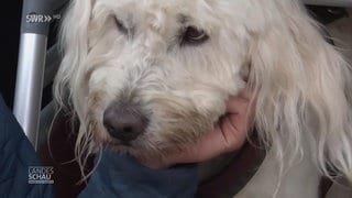 Golden Doodle Benno