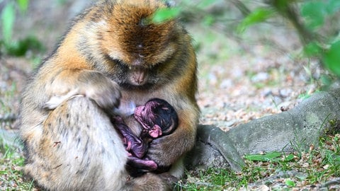 Insgesamt sind bislang drei Affenbabys in diesem Jahr auf dem Affeberg in Salem auf die Welt gekommen. 