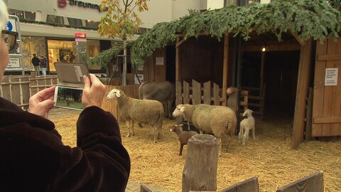 In der lebenden Krippe auf dem Weihnachtsmarkt Stuttgart sind Esel, Mutterschafe und Lämmer zu sehen.
