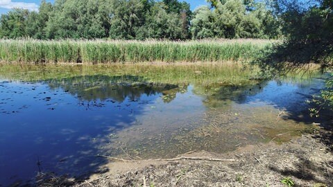 Im Altwasserarm der Schussen im Eriskircher Ried bedrohte ein deutlich abgesunkener Wasserstand Tiere wie Fische, Amphibien oder Wasserinsekten.