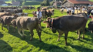 Beim Viehscheid in Oberstaufen wird ein Kranzvieh und eine Rinderherde ins Tal geführt. Rund 100 Tage haben die Rinder den Sommer auf den Bergwiesen verbracht.