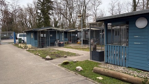 Tierheim Karlsruhe sucht ehrenamtliche Katzenstreichler
