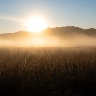 Morgennebel über einer Wiese (Archivbild)