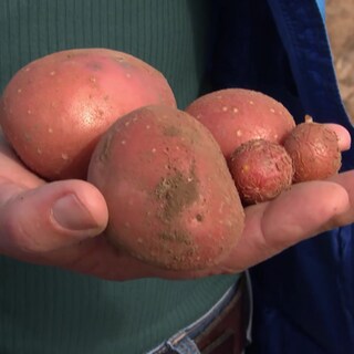 Kartoffeln in der Hand