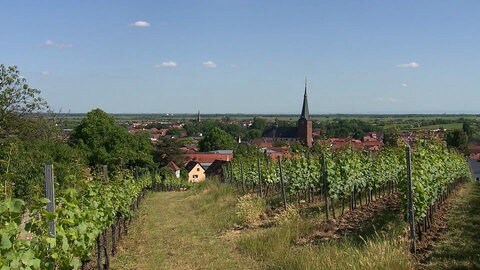 Blick auf die bei Touristen beliebte Stadt Deidesheim. Ab Herbst werden hier neue Parkgebühren erhoben.