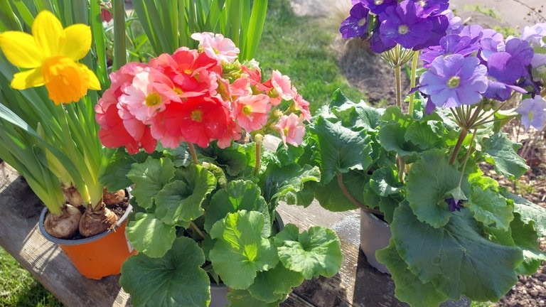 Die Blüten der Becherprimeln stehen etwas über dem Blatt und kommen deshalb gut zur Geltung. 