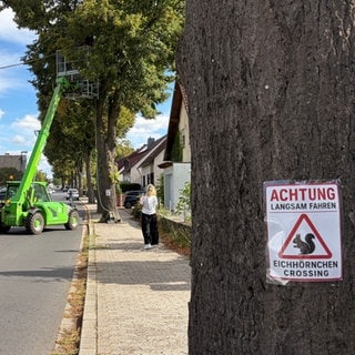 Ein Schild an einem Baum in Kottenheim warnt vor Eichhörnchen, die die Straße überqueren.