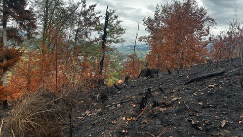 Die Spuren des Waldbrands sind auch Wochen später noch sichtbar: Der Boden ist großflächig schwarz und die Bäume verkohlt.