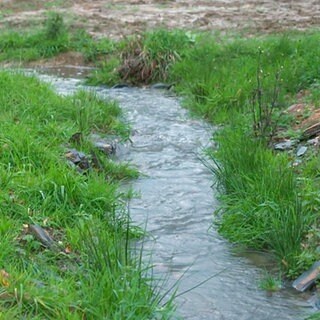 Renaturierter Arm des Kondbachs in Kümbdchen