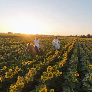 Zwei Reiterinnen tragen weiße Kleider und sitzen auf ihrem braunen und weißen Pferd. Sie reiten durch ein großes Sonnenblumenfeld.