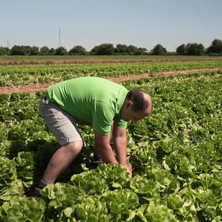 Landwirt mit Salatköpfen