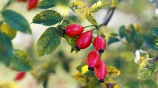 Hagebutten an Rosenstrauch. Das heimische Superfood ist essbar, gesund und ein Hausmittel gegen Erkältungen.