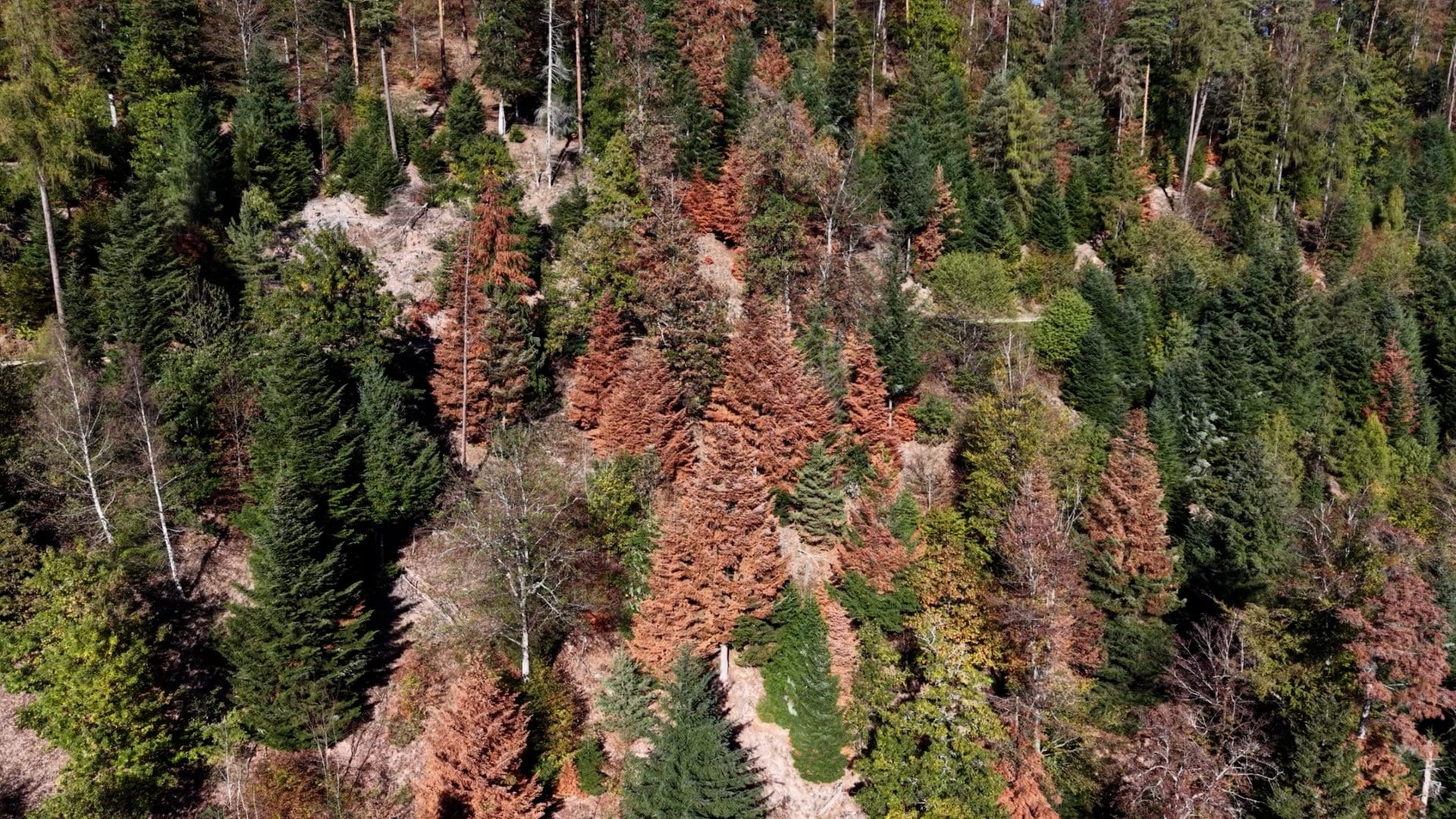 Gefahr im Wald: Warum jetzt Äste von Bäumen abbrechen können