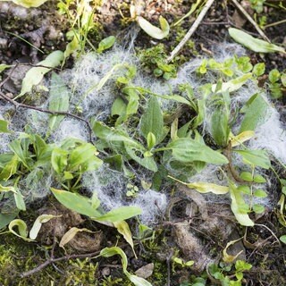 Schafwolle liegt zwischen einer Pflanze im Garten auf der Erde.